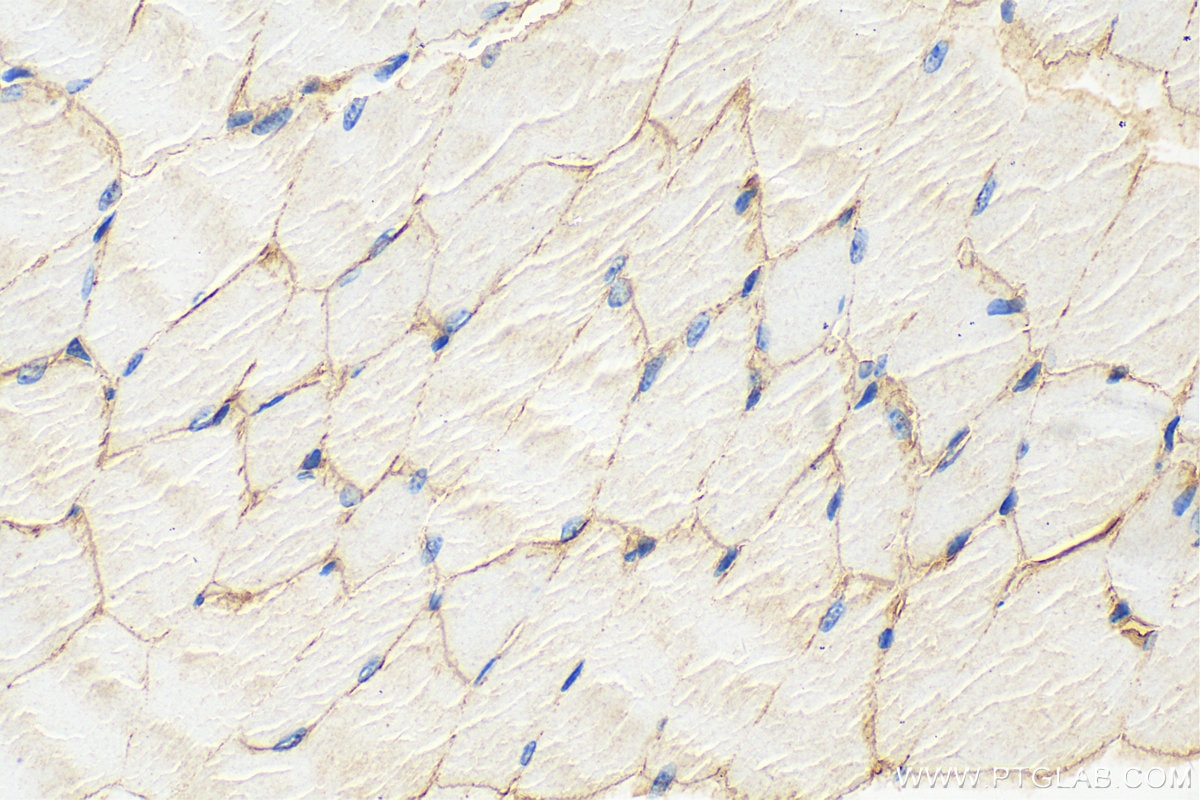 Immunohistochemistry (IHC) staining of mouse skeletal muscle tissue using Dystrophin Polyclonal antibody (12715-1-AP)