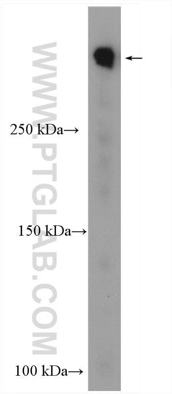 Western Blot (WB) analysis of HepG2 cells using Dystrophin Polyclonal antibody (12715-1-AP)