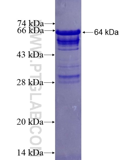 DMD fusion protein Ag3408 SDS-PAGE