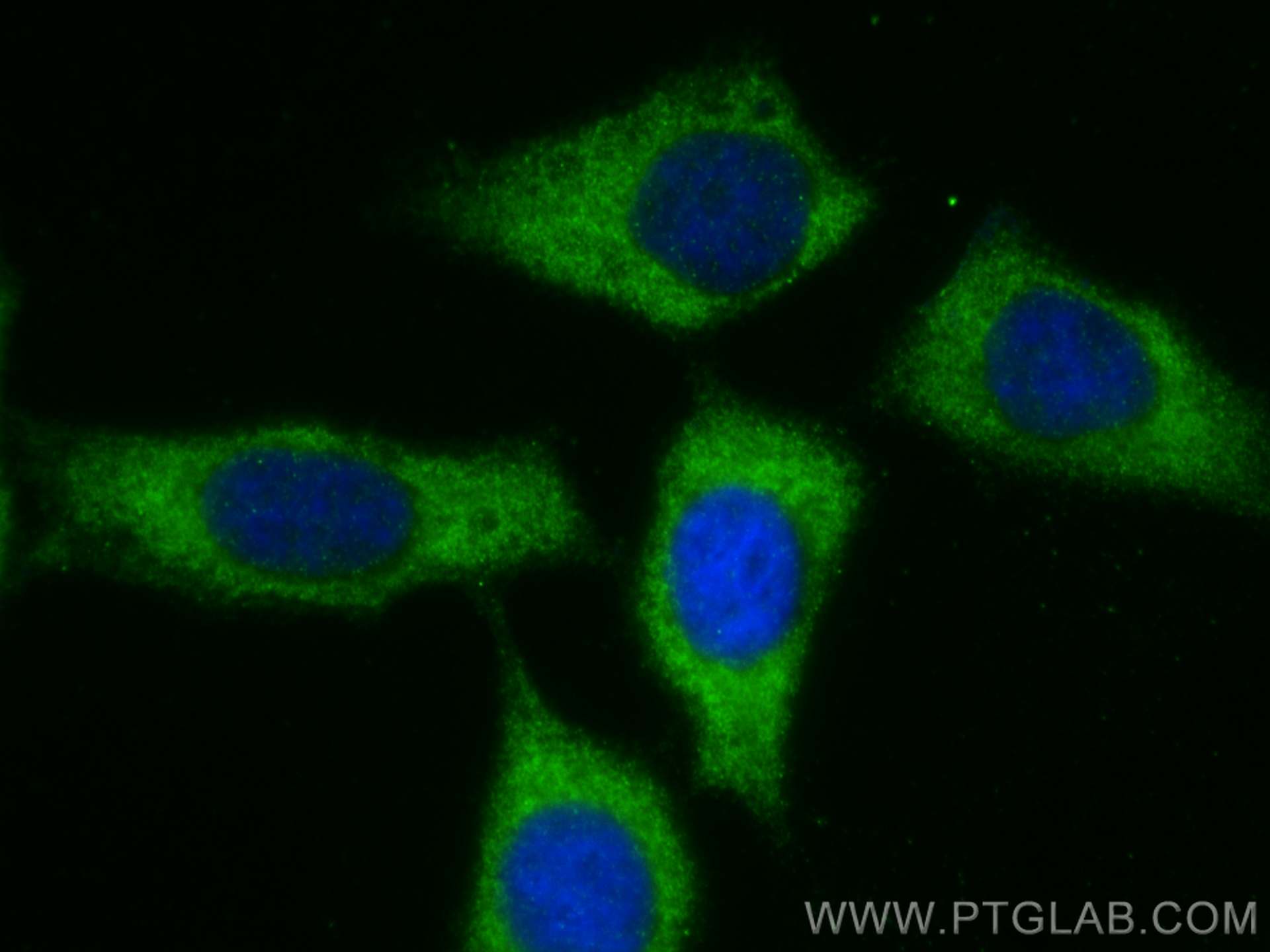Immunofluorescence (IF) / fluorescent staining of HepG2 cells using DMGDH Polyclonal antibody (24813-1-AP)