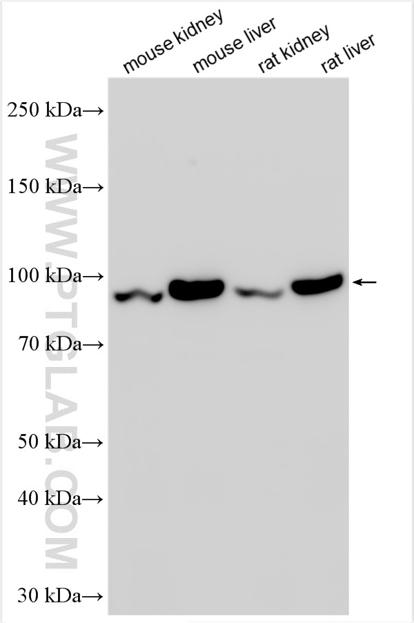 Western Blot (WB) analysis of various lysates using DMGDH Polyclonal antibody (24813-1-AP)