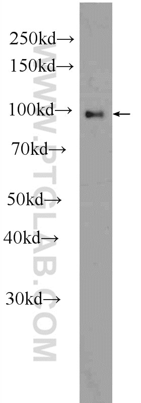 Western Blot (WB) analysis of mouse liver tissue using DMGDH Polyclonal antibody (24813-1-AP)