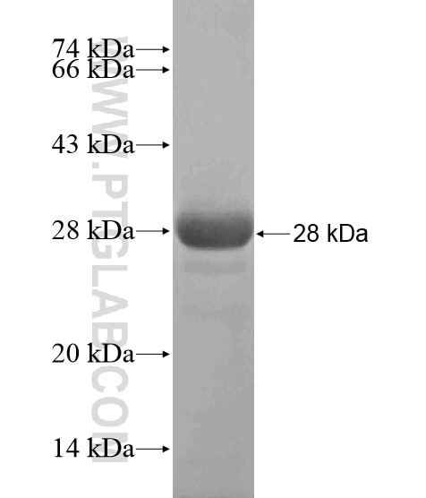 DMGDH fusion protein Ag20529 SDS-PAGE