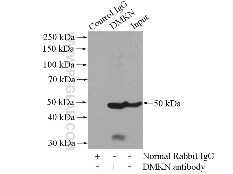 Immunoprecipitation (IP) experiment of mouse lung tissue using DMKN Polyclonal antibody (16252-1-AP)