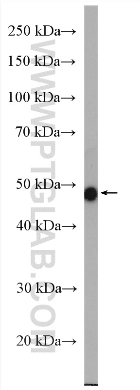 Western Blot (WB) analysis of mouse ovary tissue using DMKN Polyclonal antibody (16252-1-AP)