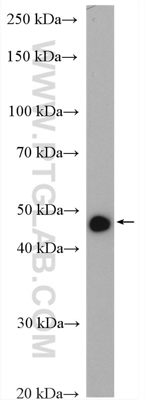 Western Blot (WB) analysis of mouse lung tissue using DMKN Polyclonal antibody (16252-1-AP)