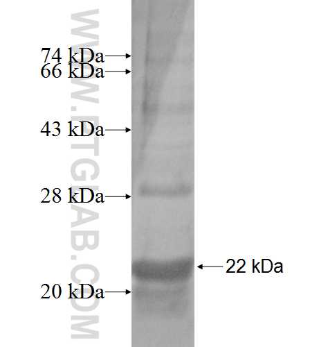 DMKN fusion protein Ag9239 SDS-PAGE