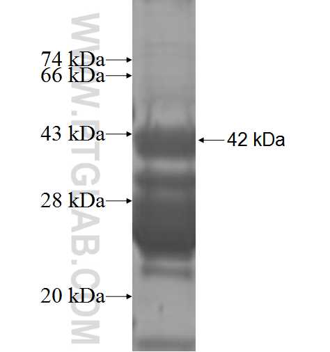 DMKN fusion protein Ag9242 SDS-PAGE