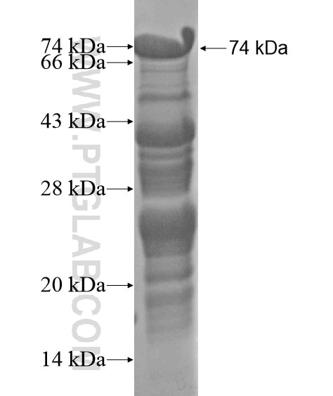 DMP1 fusion protein Ag20064 SDS-PAGE