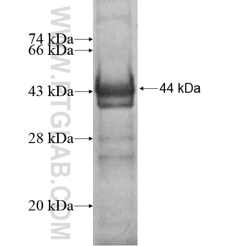 DMPK fusion protein Ag10127 SDS-PAGE