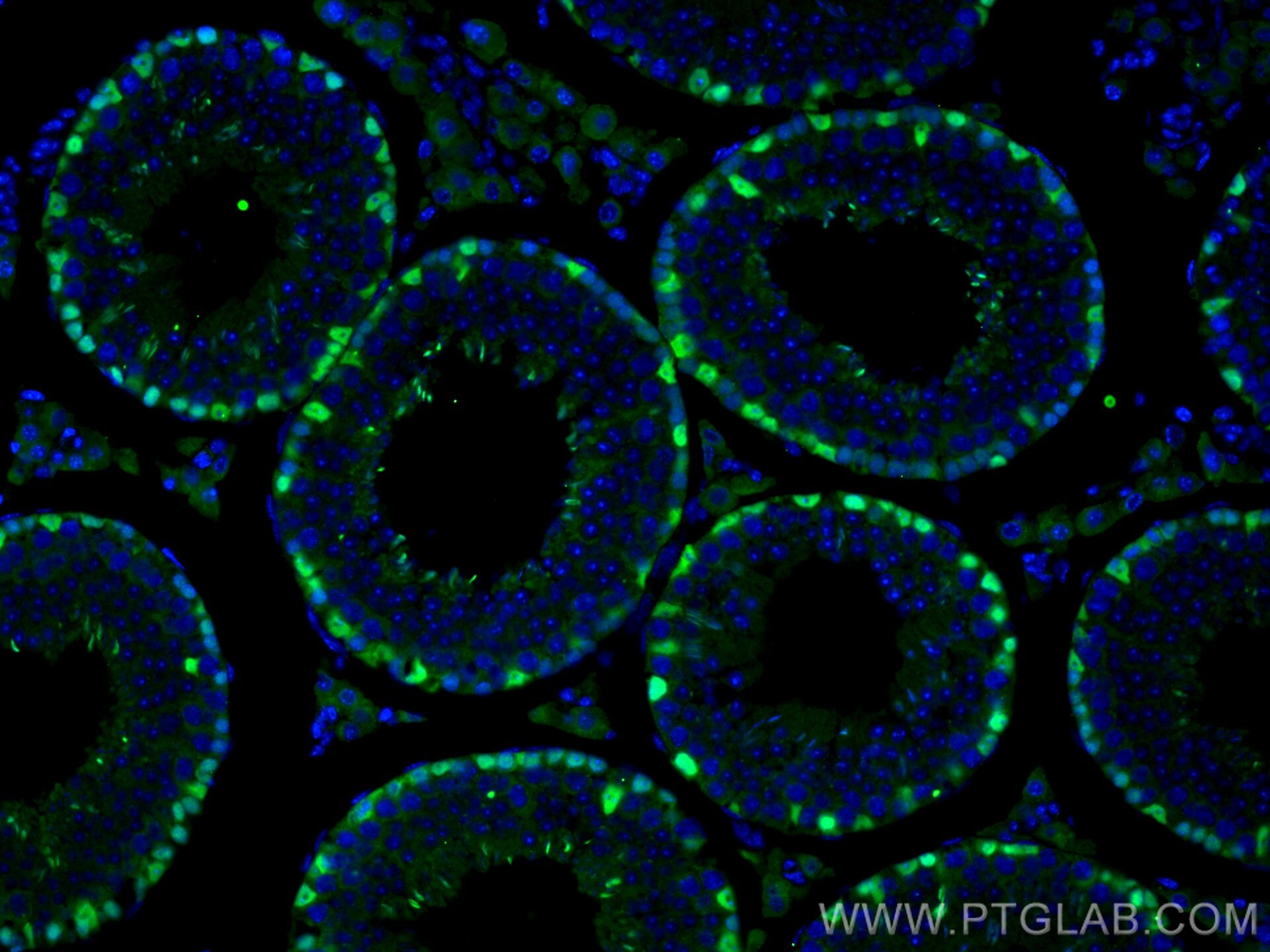 Immunofluorescence (IF) / fluorescent staining of mouse testis tissue using DMRT1 Polyclonal antibody (14313-1-AP)