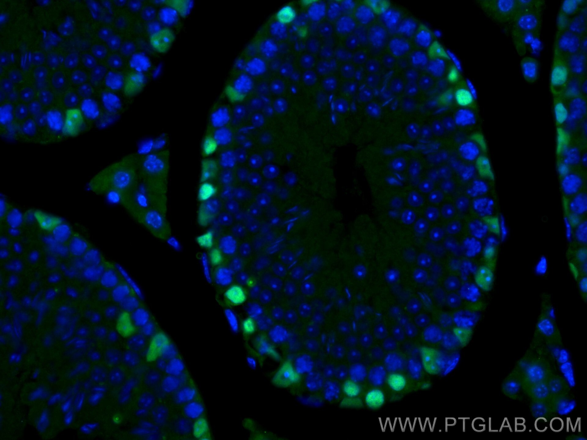 Immunofluorescence (IF) / fluorescent staining of mouse testis tissue using DMRT1 Polyclonal antibody (14313-1-AP)