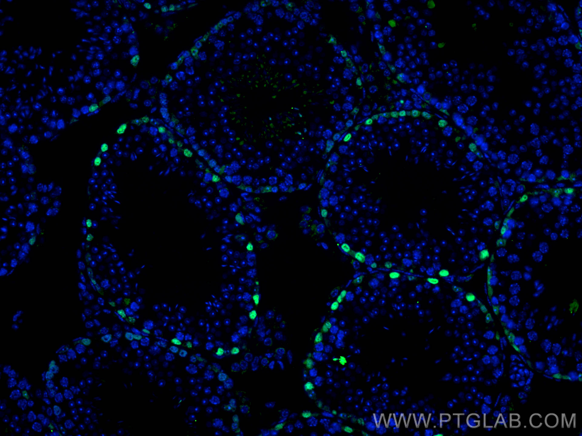 Immunofluorescence (IF) / fluorescent staining of mouse testis tissue using DMRT1 Polyclonal antibody (14313-1-AP)