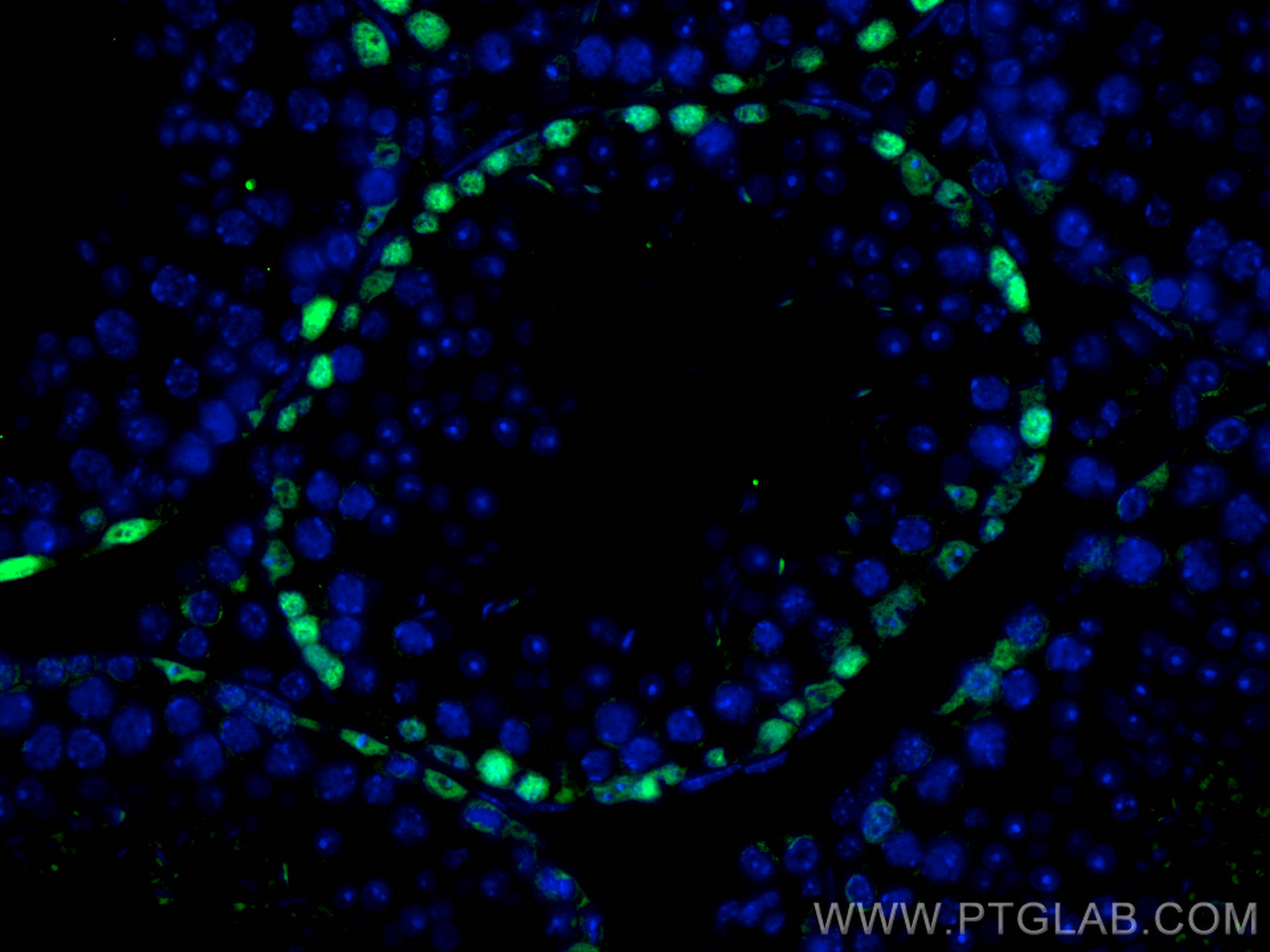 Immunofluorescence (IF) / fluorescent staining of mouse testis tissue using DMRT1 Polyclonal antibody (14313-1-AP)