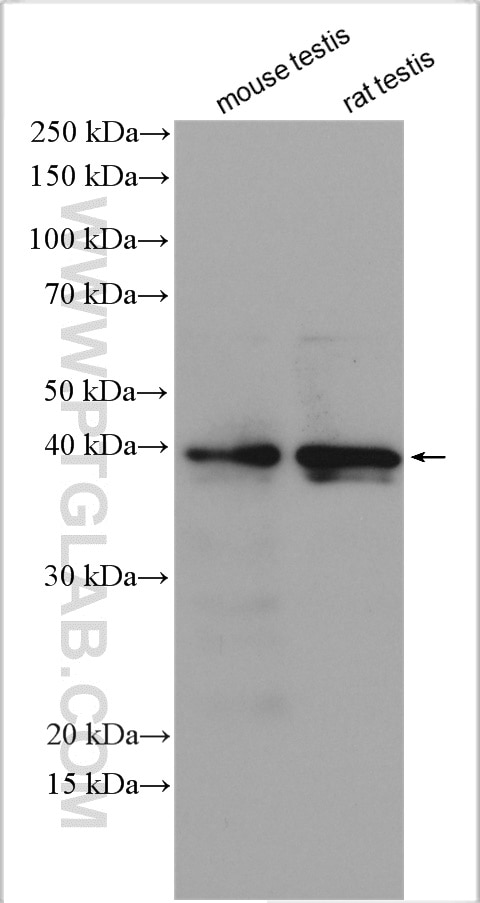 Western Blot (WB) analysis of various lysates using DMRT1 Polyclonal antibody (14313-1-AP)