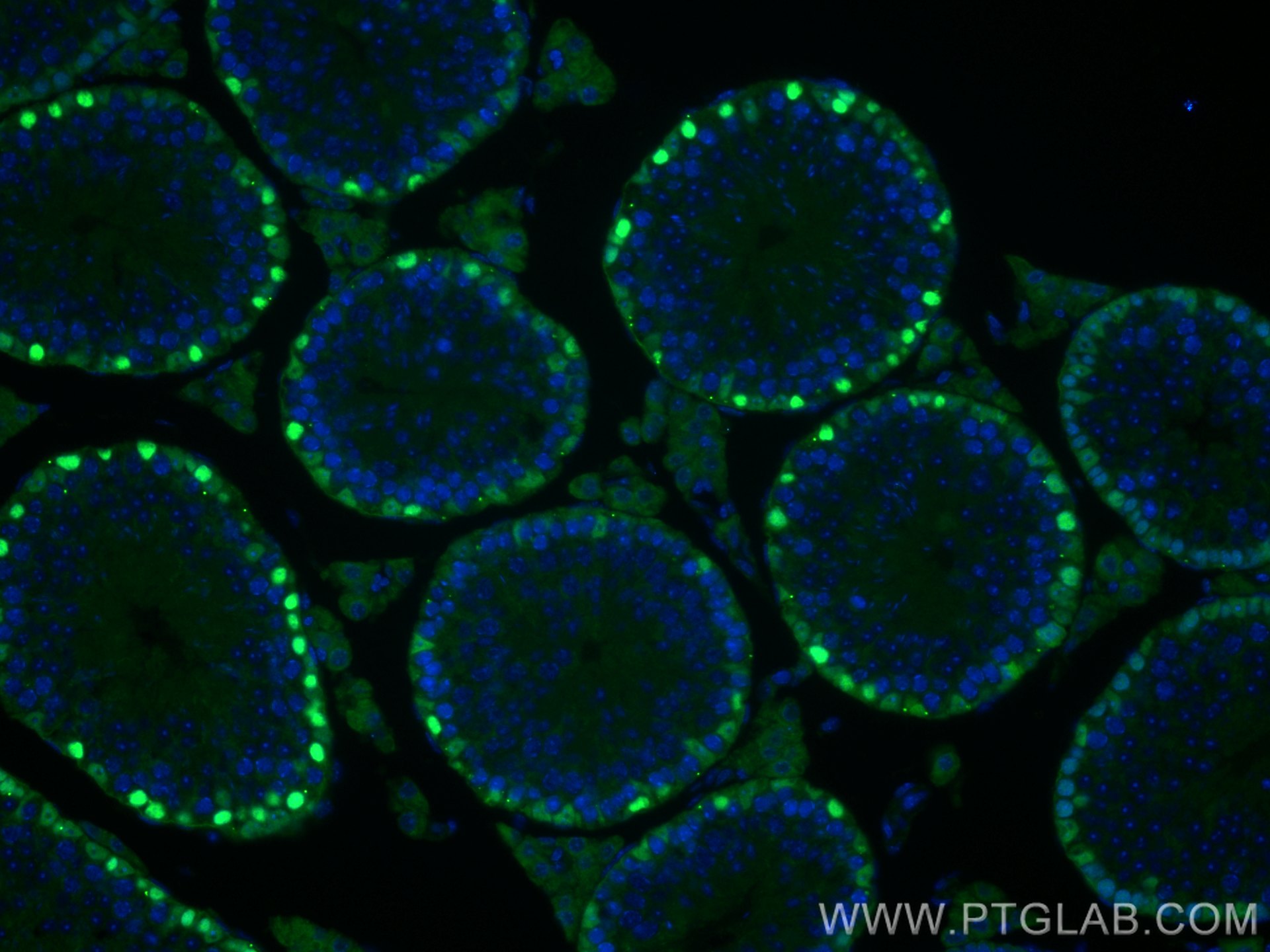Immunofluorescence (IF) / fluorescent staining of mouse testis tissue using DMRT1 Polyclonal antibody (28149-1-AP)