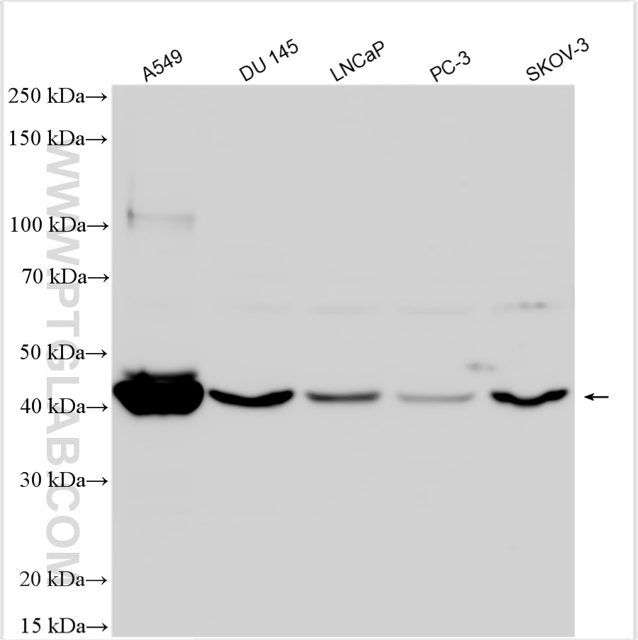 Western Blot (WB) analysis of various lysates using DMRT1 Polyclonal antibody (28149-1-AP)