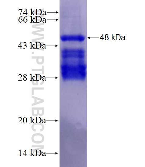 DMRT1 fusion protein Ag28006 SDS-PAGE