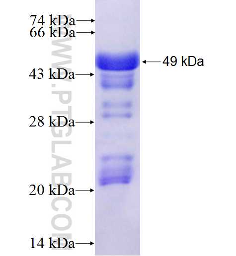 DMRT1 fusion protein Ag5547 SDS-PAGE