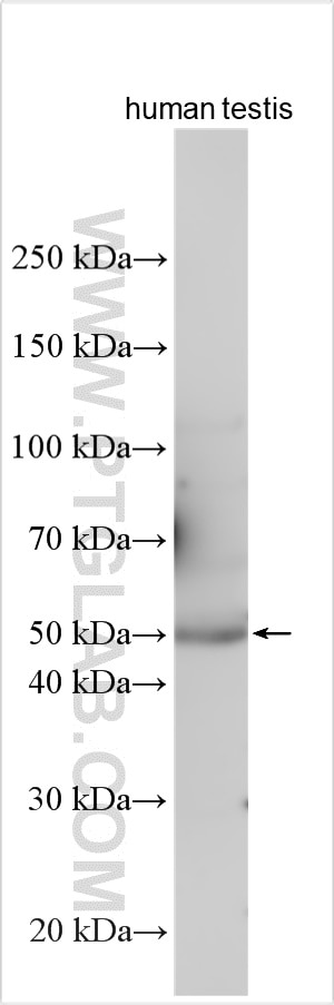 Western Blot (WB) analysis of various lysates using DMRT3 Polyclonal antibody (26093-1-AP)