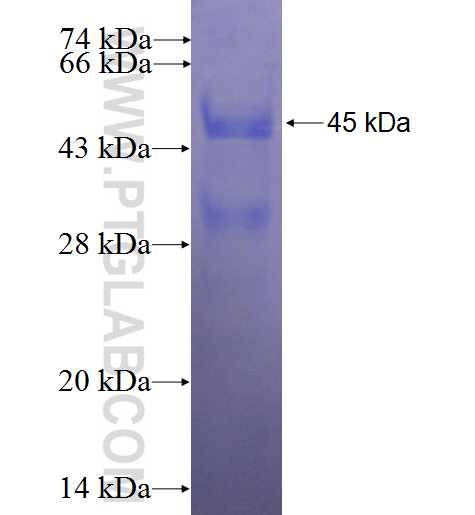 DMRT3 fusion protein Ag23226 SDS-PAGE