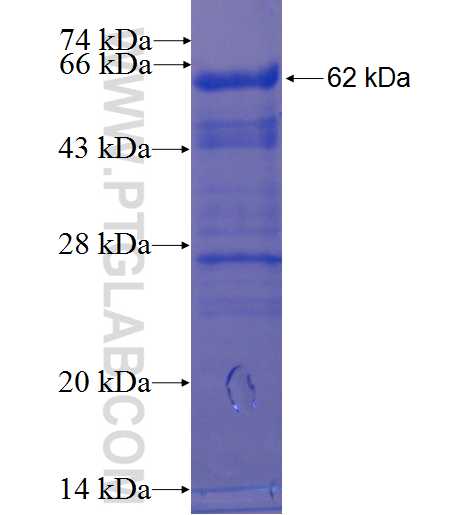 DMRT3 fusion protein Ag23238 SDS-PAGE