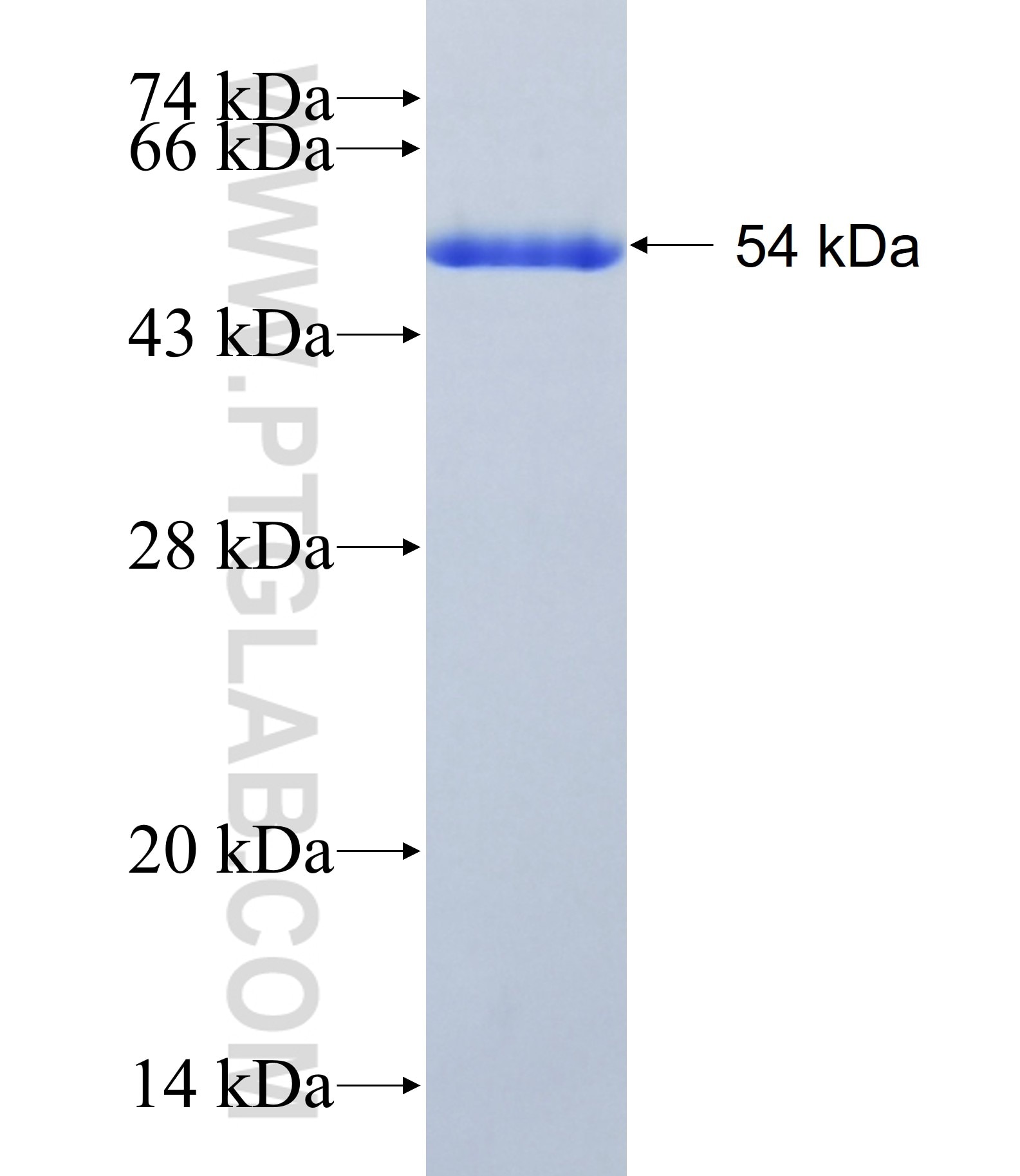 DMRTA2 fusion protein Ag41353 SDS-PAGE