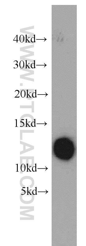 Western Blot (WB) analysis of MCF-7 cells using DMRTC1B Polyclonal antibody (21473-1-AP)