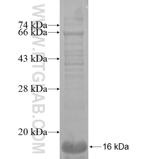 DMRTC1B fusion protein Ag15419 SDS-PAGE