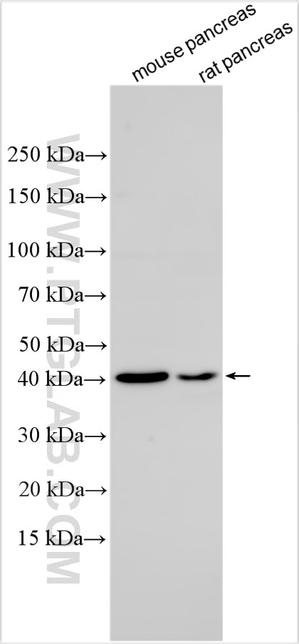 Western Blot (WB) analysis of various lysates using DMRTC2 Polyclonal antibody (28101-1-AP)