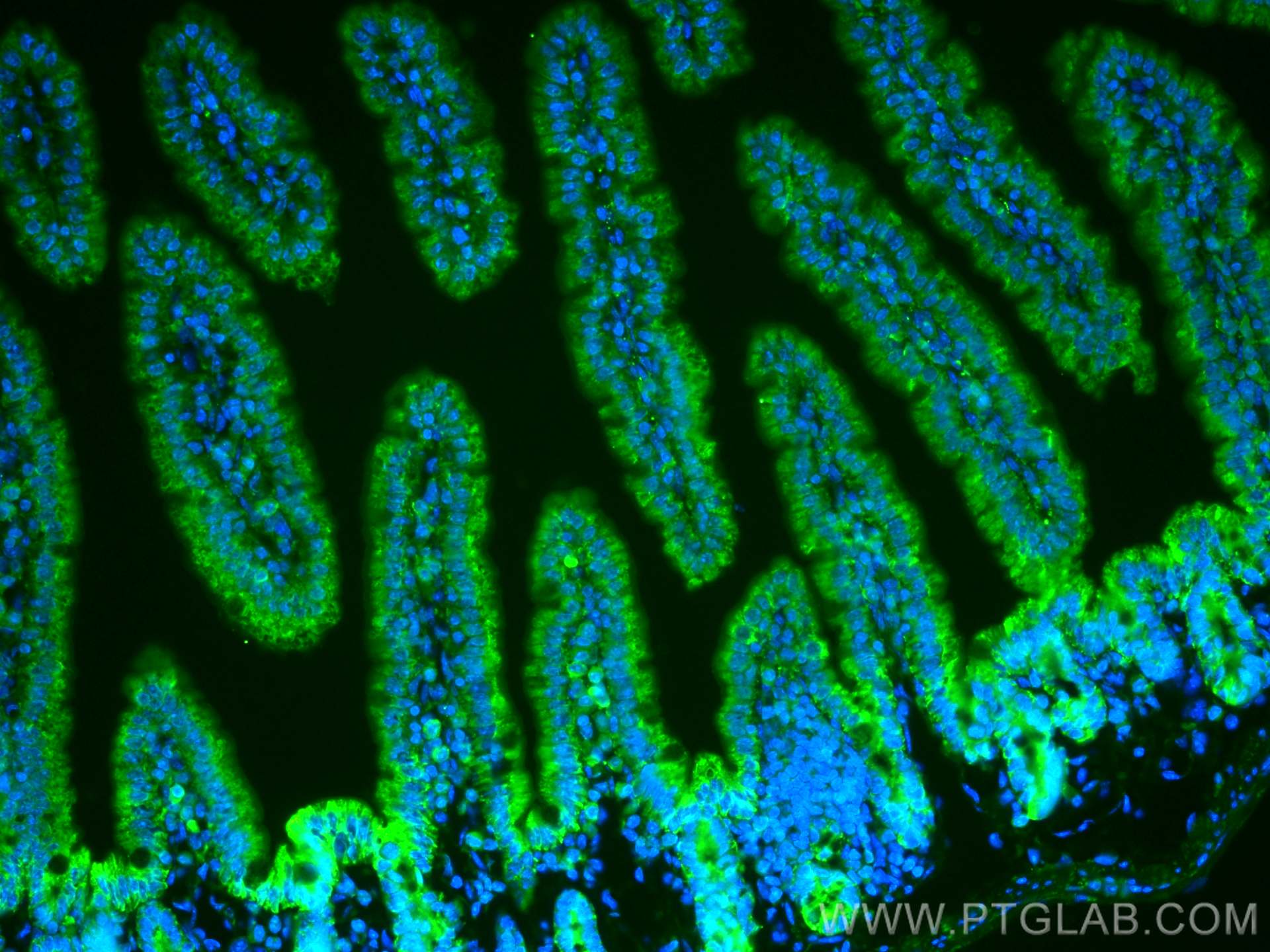 Immunofluorescence (IF) / fluorescent staining of mouse small intestine tissue using CoraLite® Plus 488-conjugated DMT1 Polyclonal anti (CL488-20507)