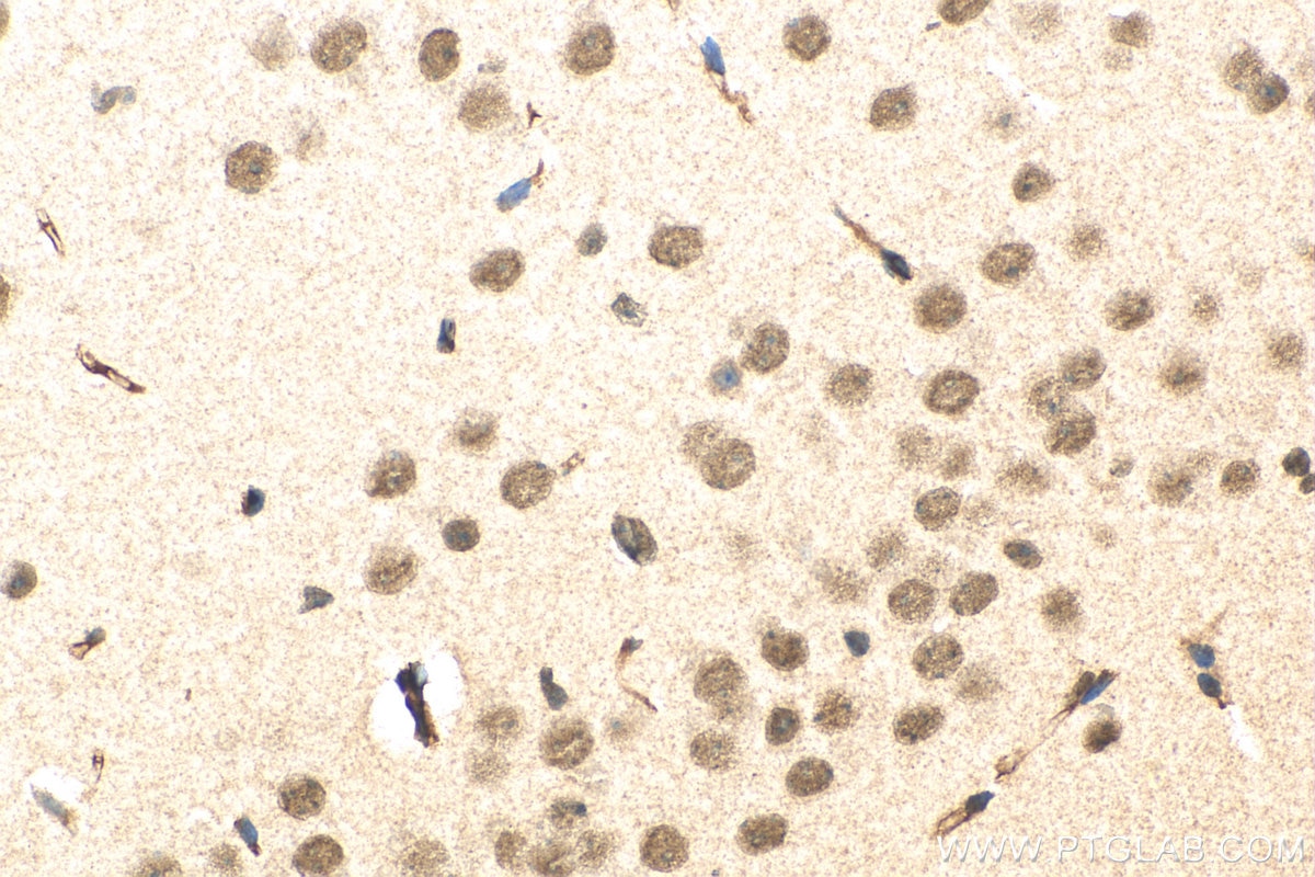 IHC staining of mouse brain using 16070-1-AP