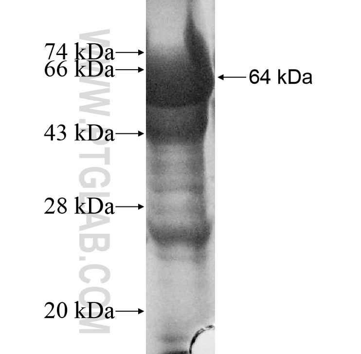 DMWD fusion protein Ag9007 SDS-PAGE