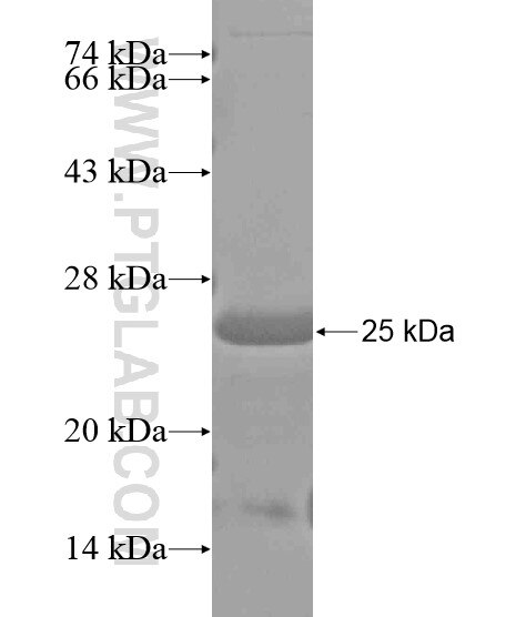 DMXL1 fusion protein Ag20008 SDS-PAGE