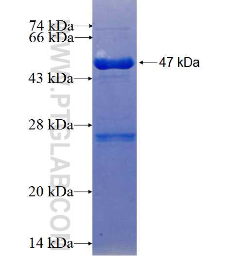 DMXL2 fusion protein Ag25953 SDS-PAGE