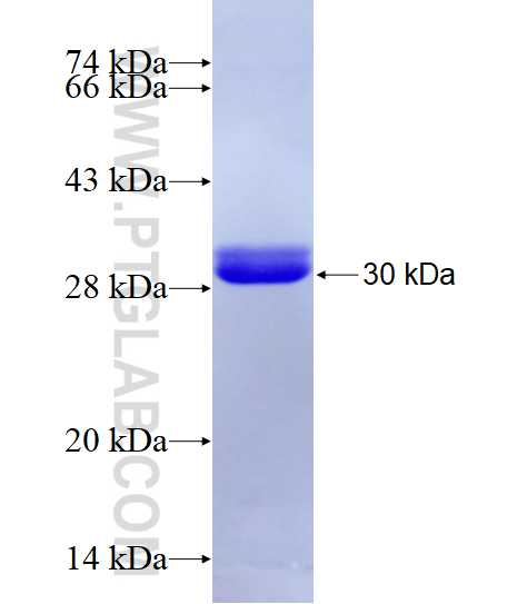 DMXL2 fusion protein Ag26302 SDS-PAGE