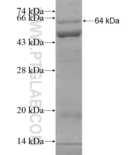 DMXL2 fusion protein Ag19720 SDS-PAGE