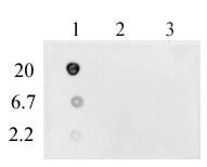 DNA-RNA Hybrid antibody tested by dot blot. 23-mer DNA, RNA or DNA-RNA Hybrid samples were spotted (indicated in ng on the left) on to a positively charged nylon membrane and blotted with DNA-RNA Hybrid antibody at 1 ug/ml dilution. Lane 1: Double-stranded DNA-RNA hybrid. Lane 2; Single-stranded DNA oligo. Lane 3: SIngle-stranded RNA oligo.