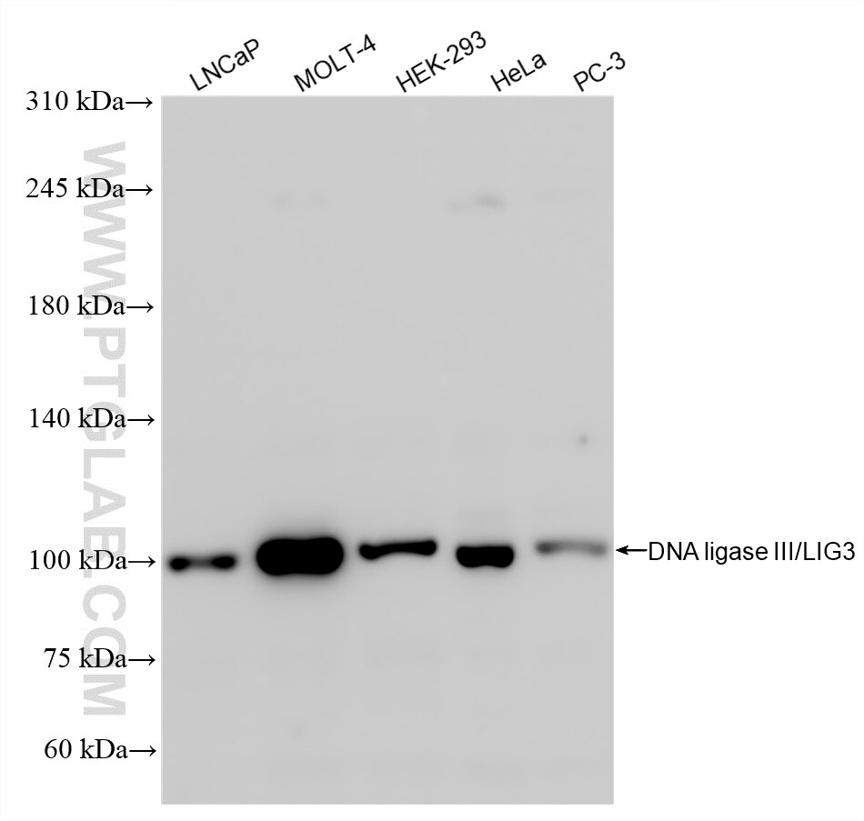Western Blot (WB) analysis of various lysates using DNA ligase III/LIG3 Recombinant antibody (85409-4-RR)