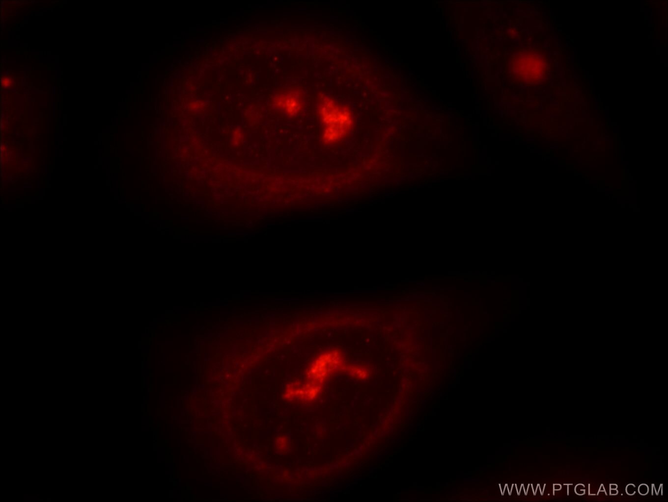 IF Staining of HepG2 using 18727-1-AP