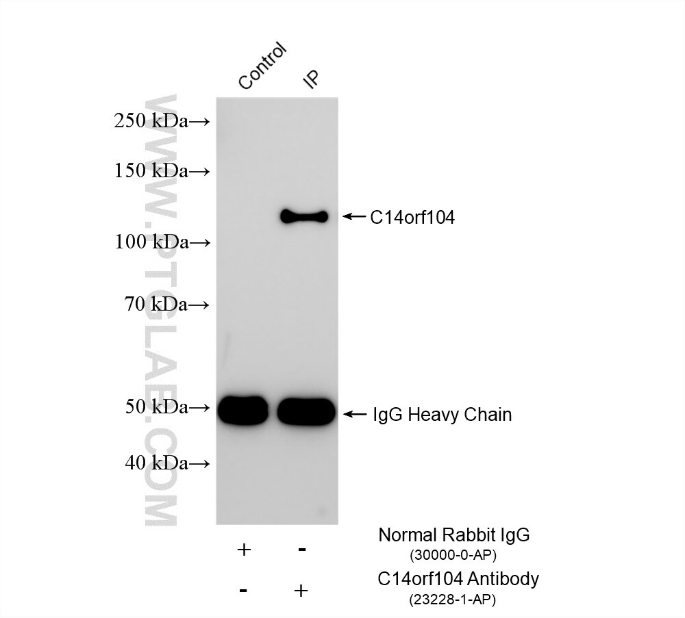 Immunoprecipitation (IP) experiment of rat testis tissue using DNAAF2 Polyclonal antibody (23228-1-AP)