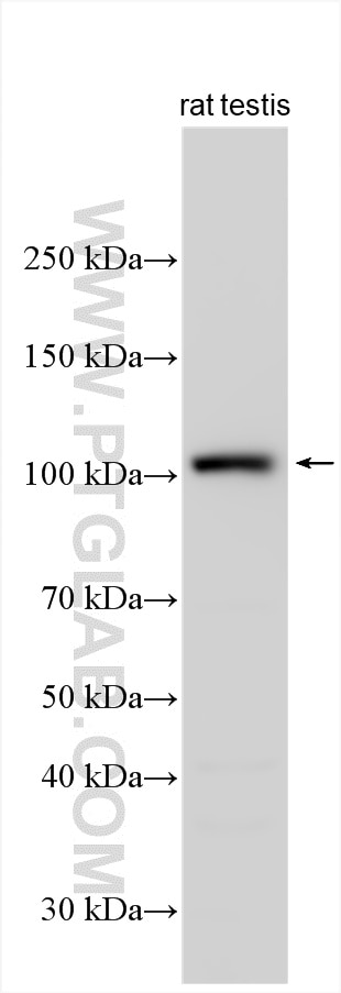 Western Blot (WB) analysis of various lysates using DNAAF2 Polyclonal antibody (23228-1-AP)