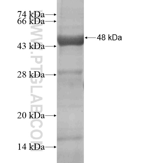 DNAH14 fusion protein Ag18669 SDS-PAGE