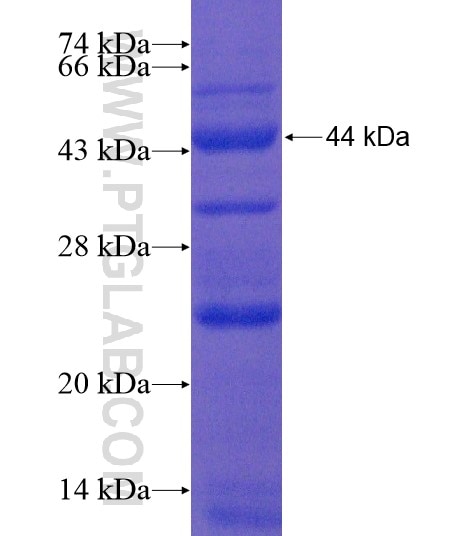 DNAH17 fusion protein Ag20033 SDS-PAGE