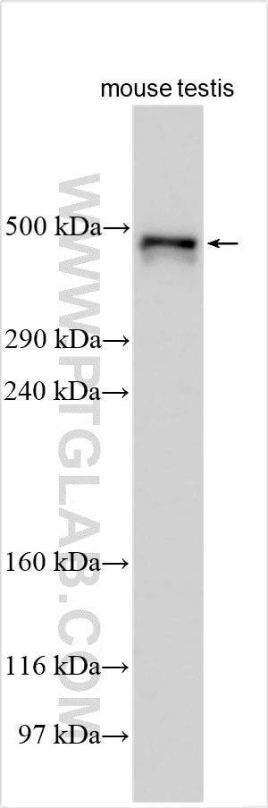 Western Blot (WB) analysis of various lysates using DNAH6 Polyclonal antibody (30073-1-AP)