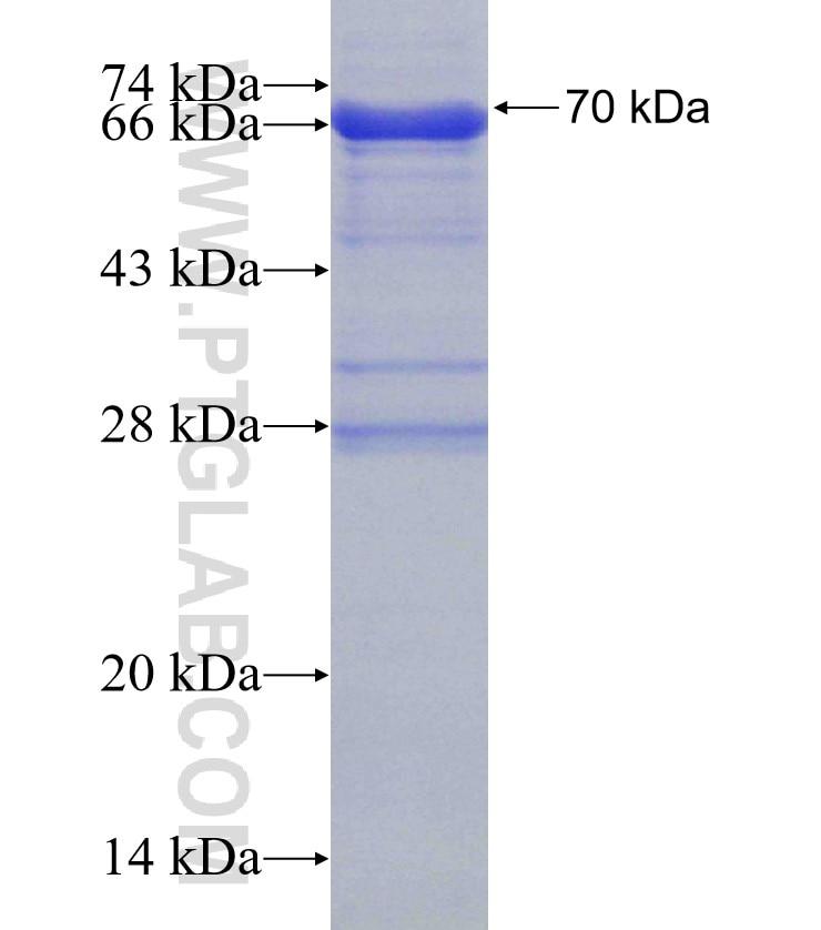 DNAH6 fusion protein Ag12774 SDS-PAGE
