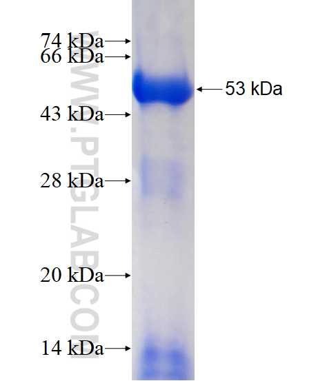 DNAH6 fusion protein Ag12877 SDS-PAGE