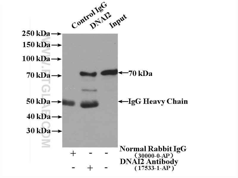 Immunoprecipitation (IP) experiment of mouse lung tissue using DNAI2 Polyclonal antibody (17533-1-AP)