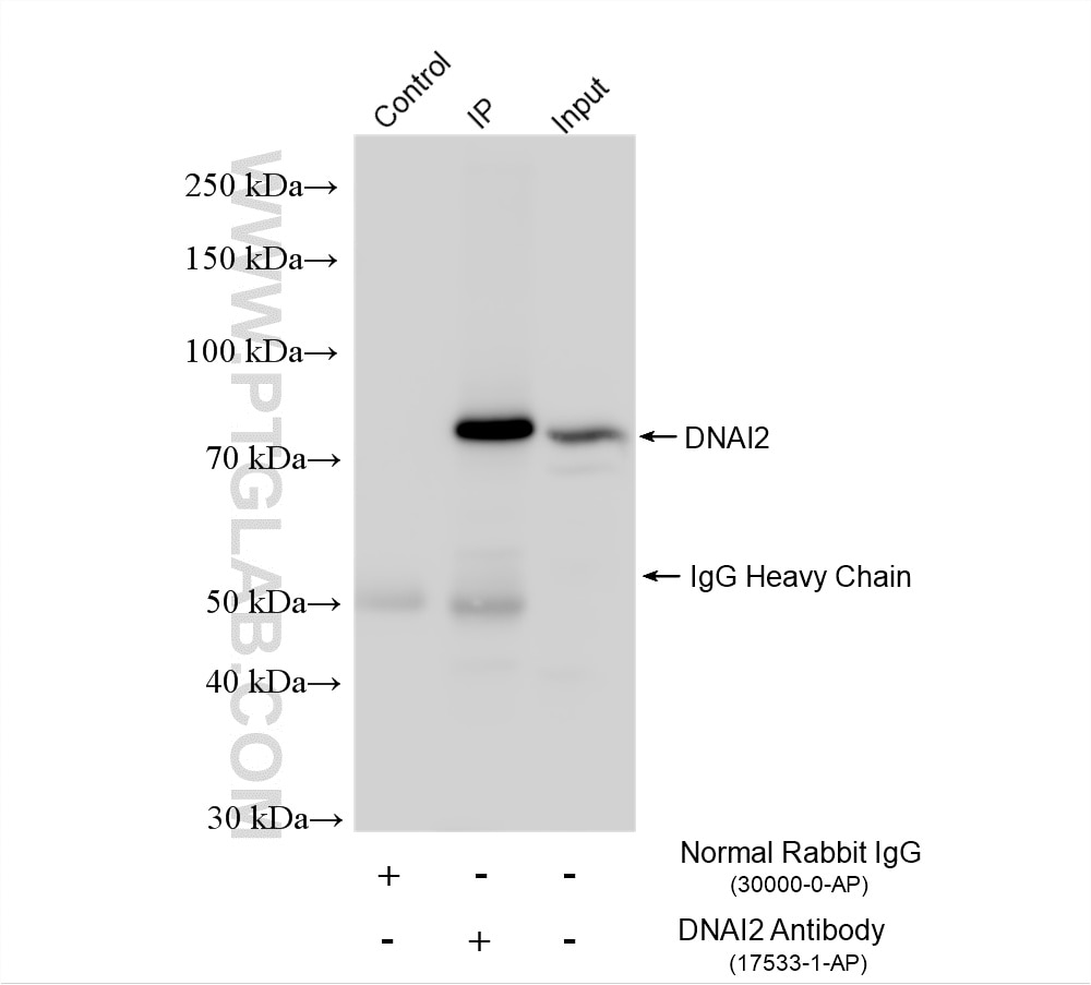 Immunoprecipitation (IP) experiment of mouse testis tissue using DNAI2 Polyclonal antibody (17533-1-AP)