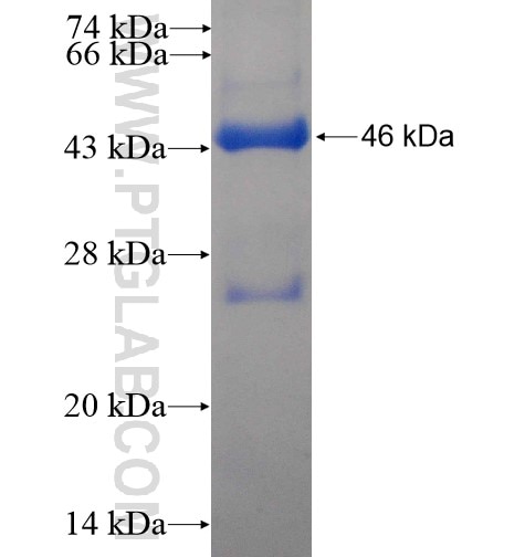 DNAI2 fusion protein Ag11671 SDS-PAGE